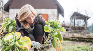 woman harvesting brussel sprouts